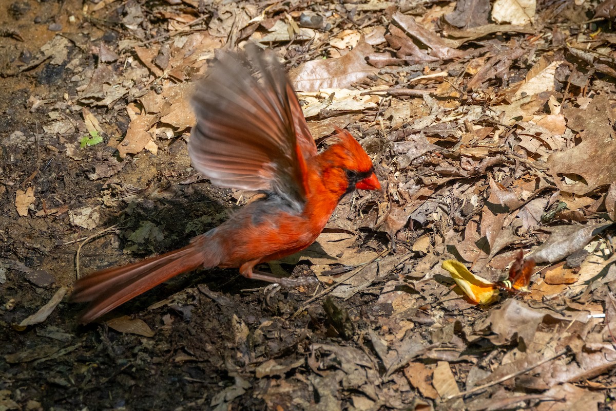 Northern Cardinal - ML635460173