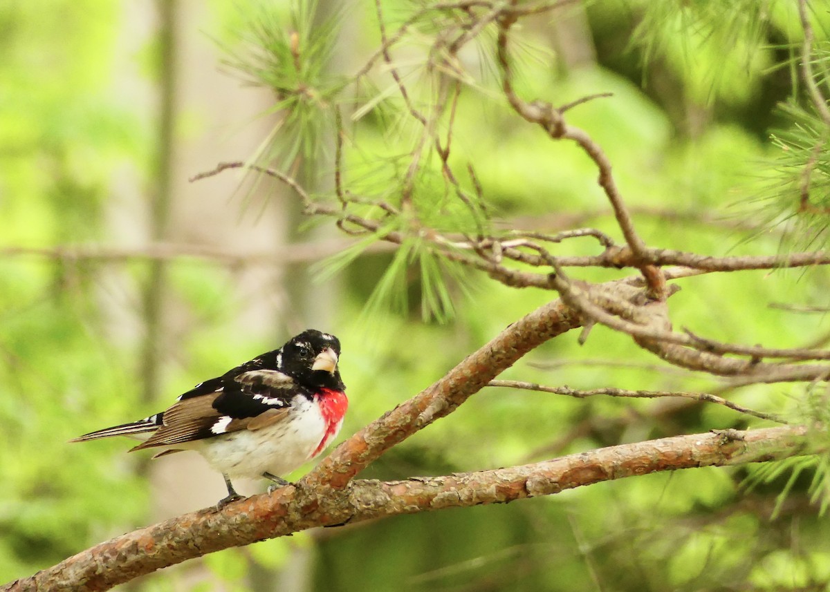 Rose-breasted Grosbeak - ML635460241