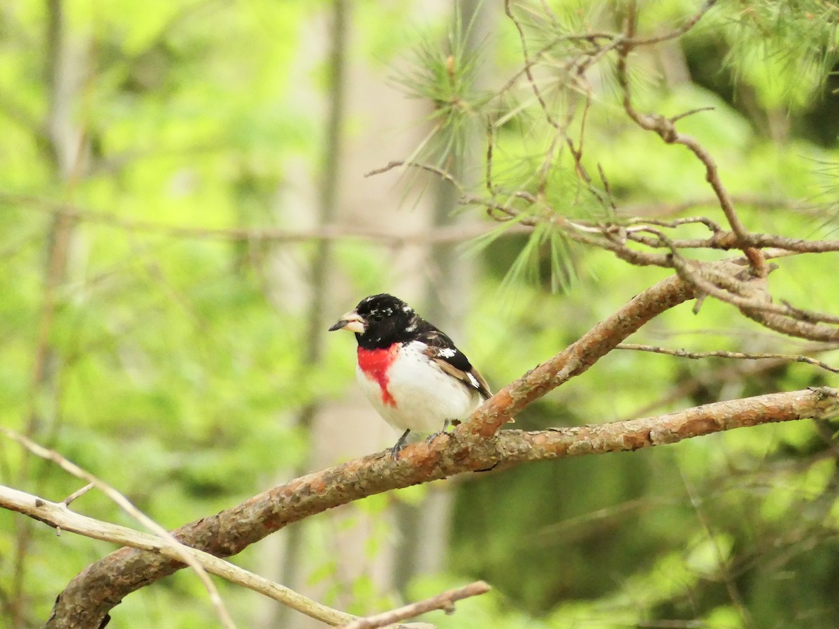 Rose-breasted Grosbeak - ML635460250