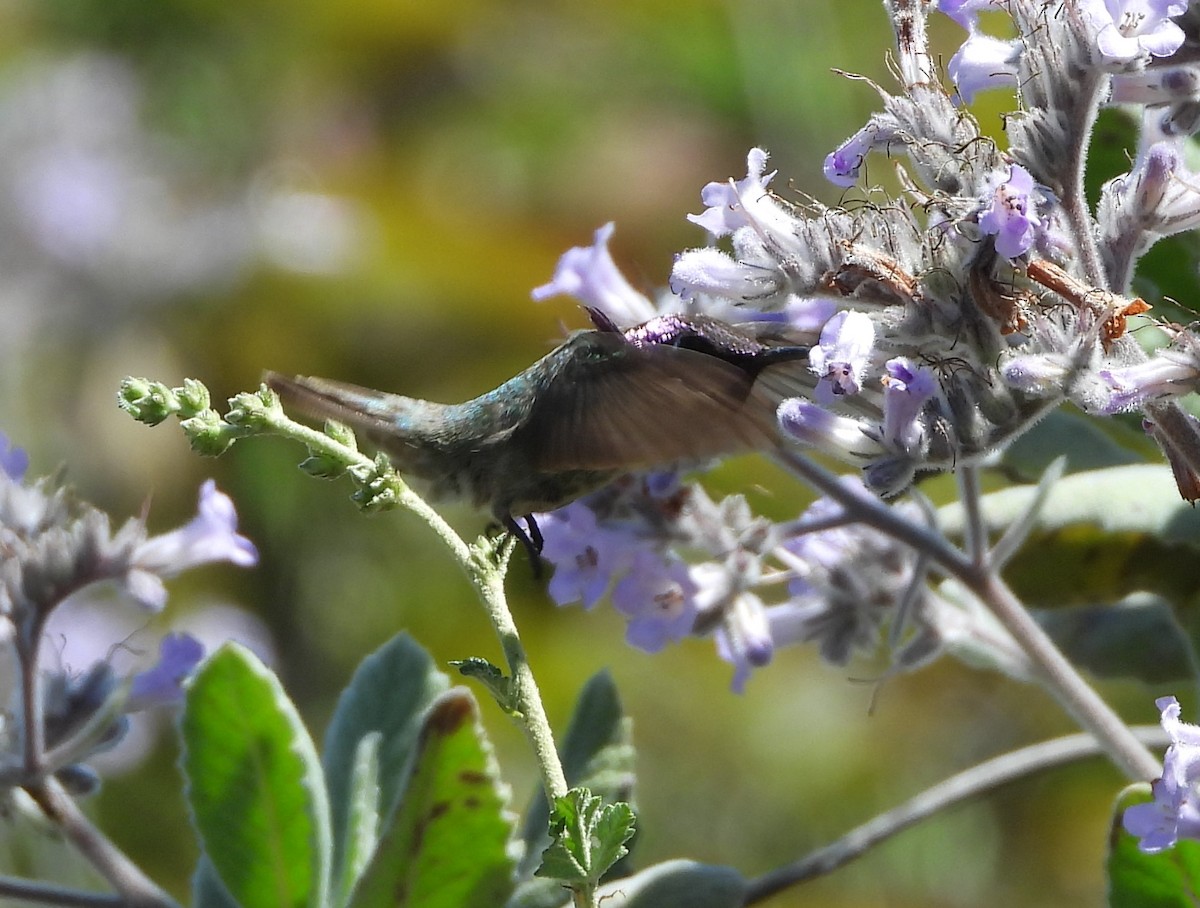 Costa's Hummingbird - ML635460533