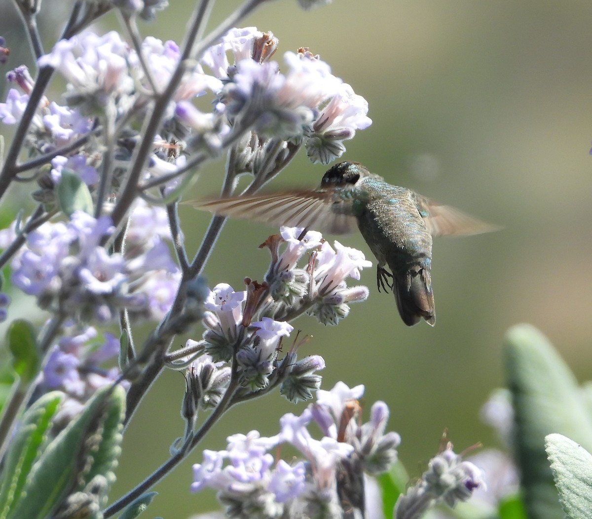 Costa's Hummingbird - ML635460554
