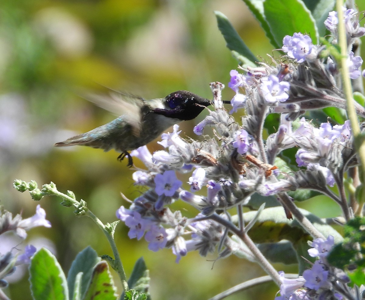 Costa's Hummingbird - ML635460577