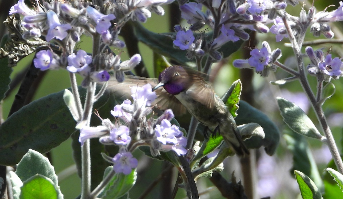 Costa's Hummingbird - ML635460618