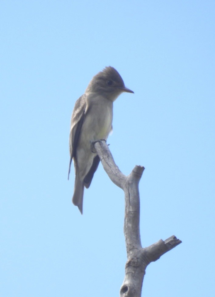 Western Wood-Pewee - ML635460692
