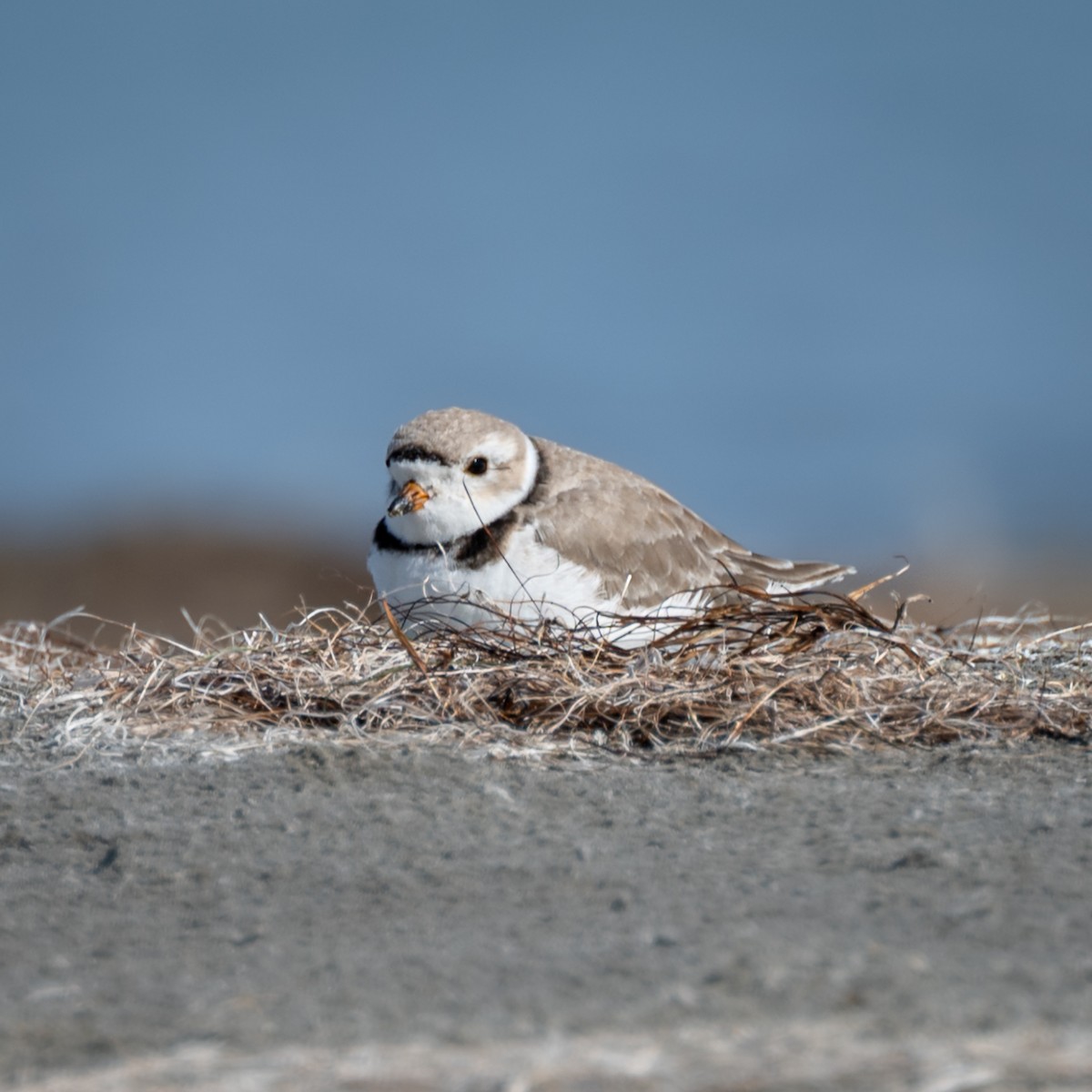 Piping Plover - ML635460731