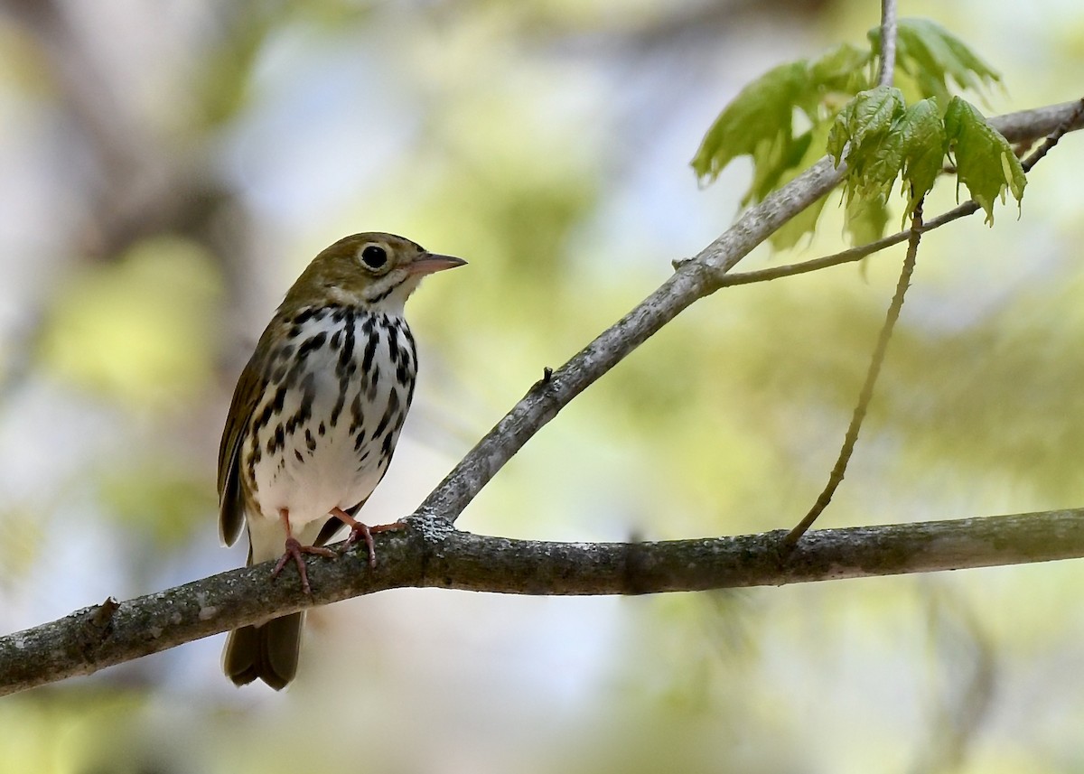 Ovenbird - ML635460824