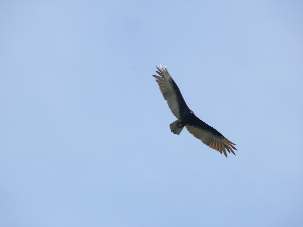 Black Vulture - ML635460833