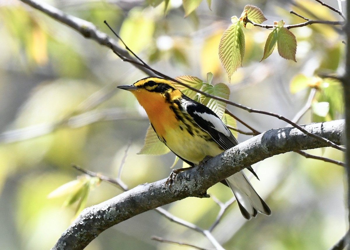 Blackburnian Warbler - ML635460855