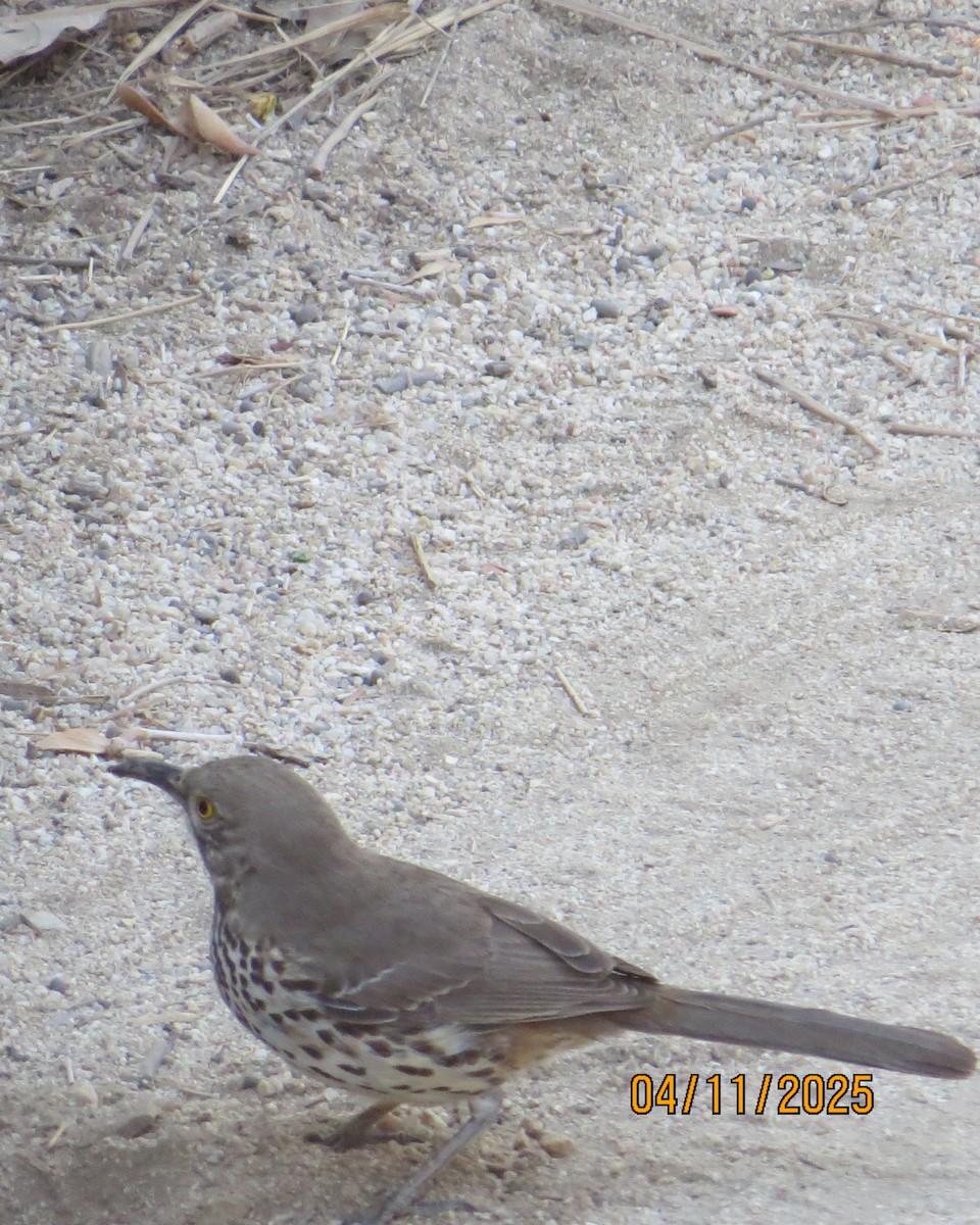 Gray Thrasher - ML635460856