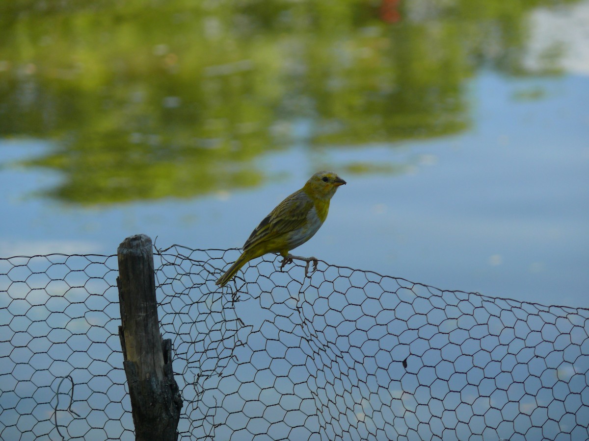 Saffron Finch - ML635460869