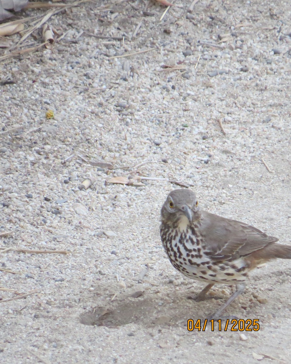 Gray Thrasher - ML635460874