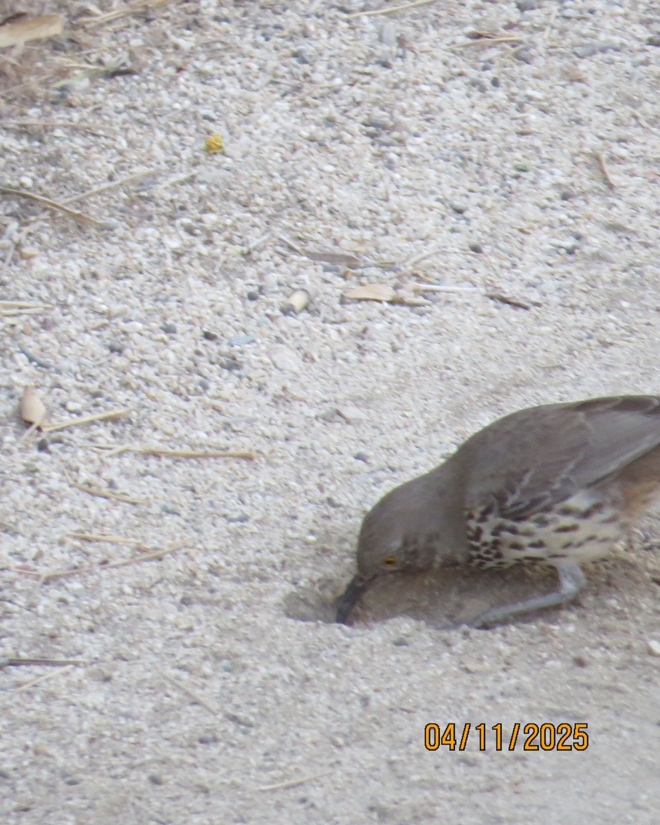 Gray Thrasher - ML635460894