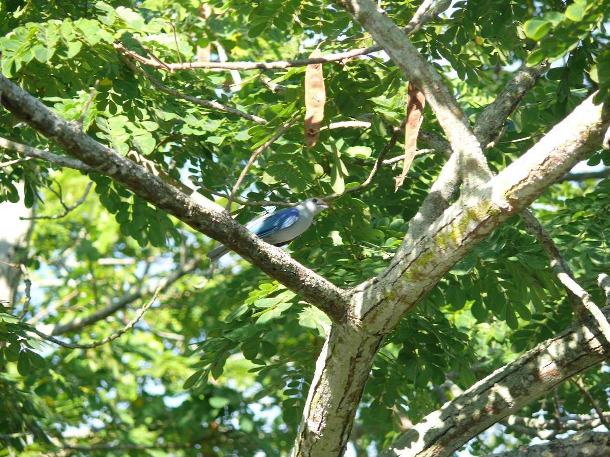 Blue-gray Tanager - ML635460909