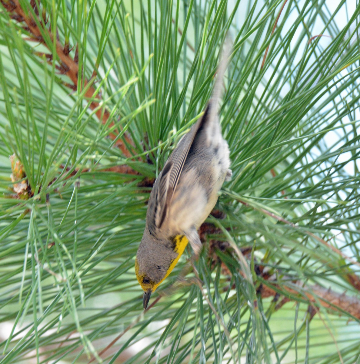 Olive-capped Warbler - ML635460981