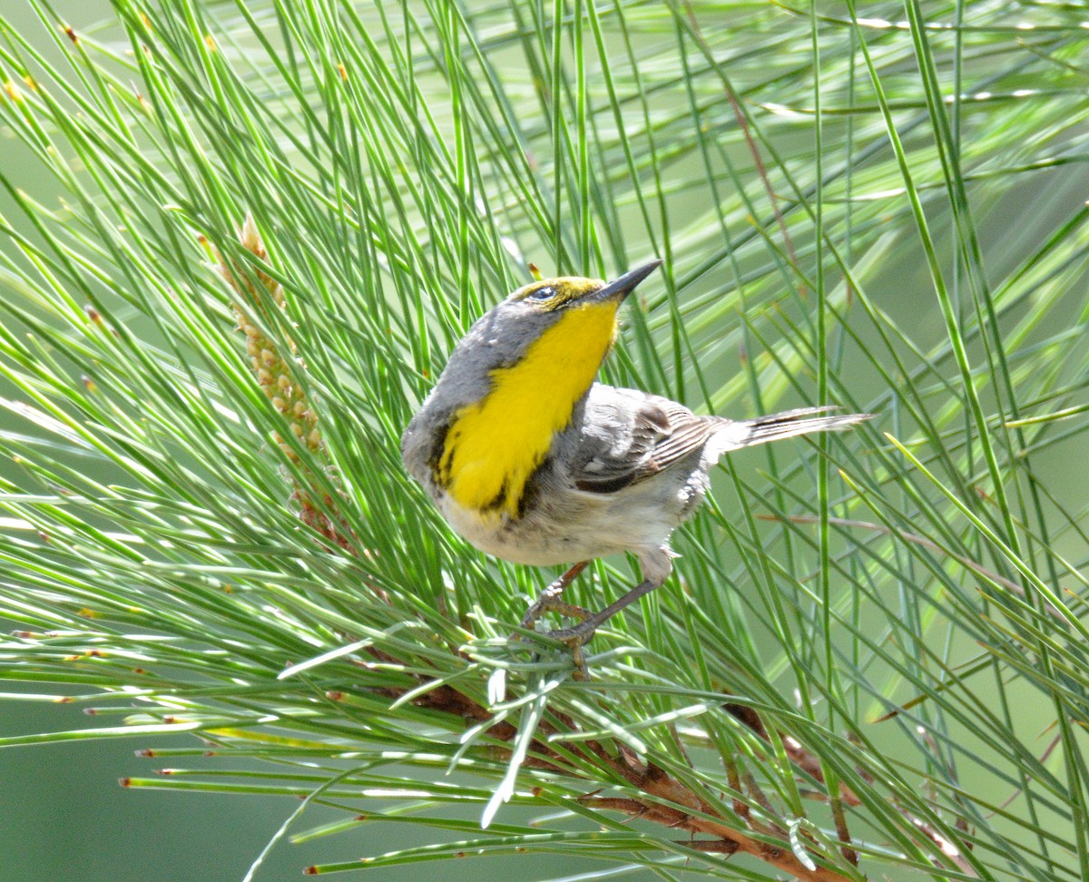 Olive-capped Warbler - ML635460982