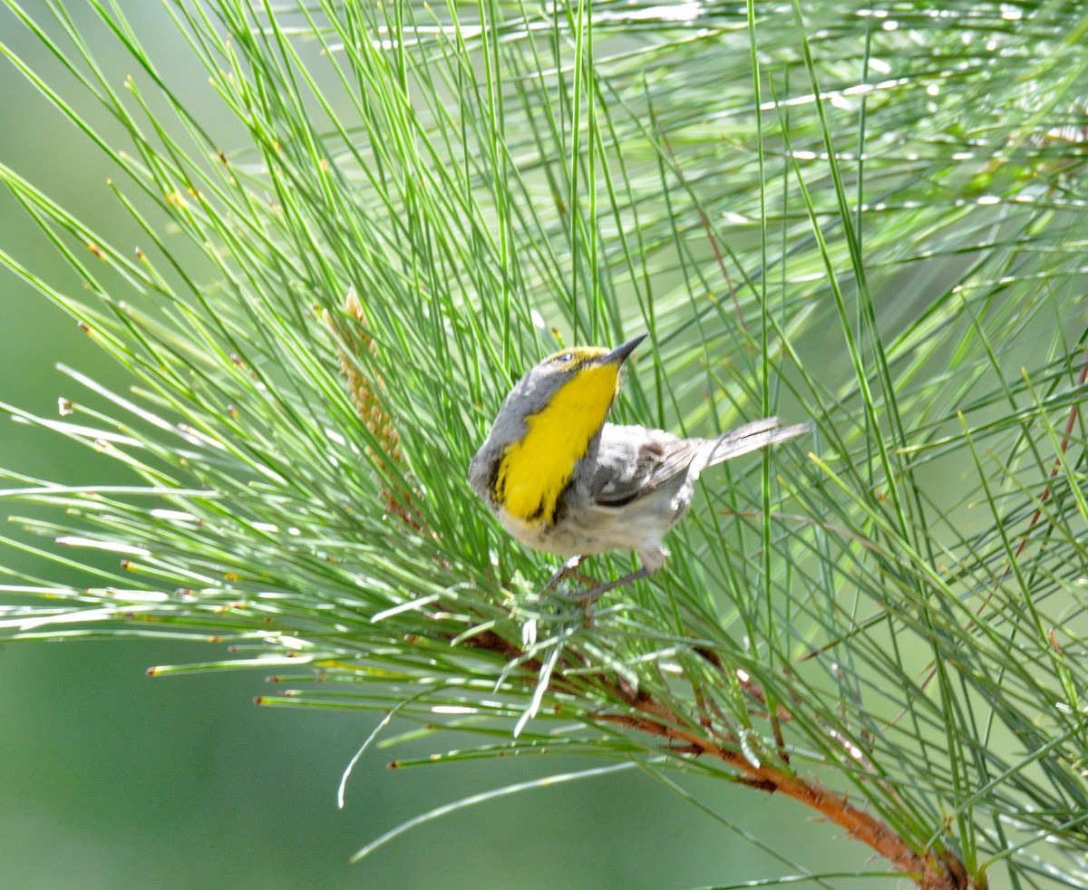 Olive-capped Warbler - ML635460990