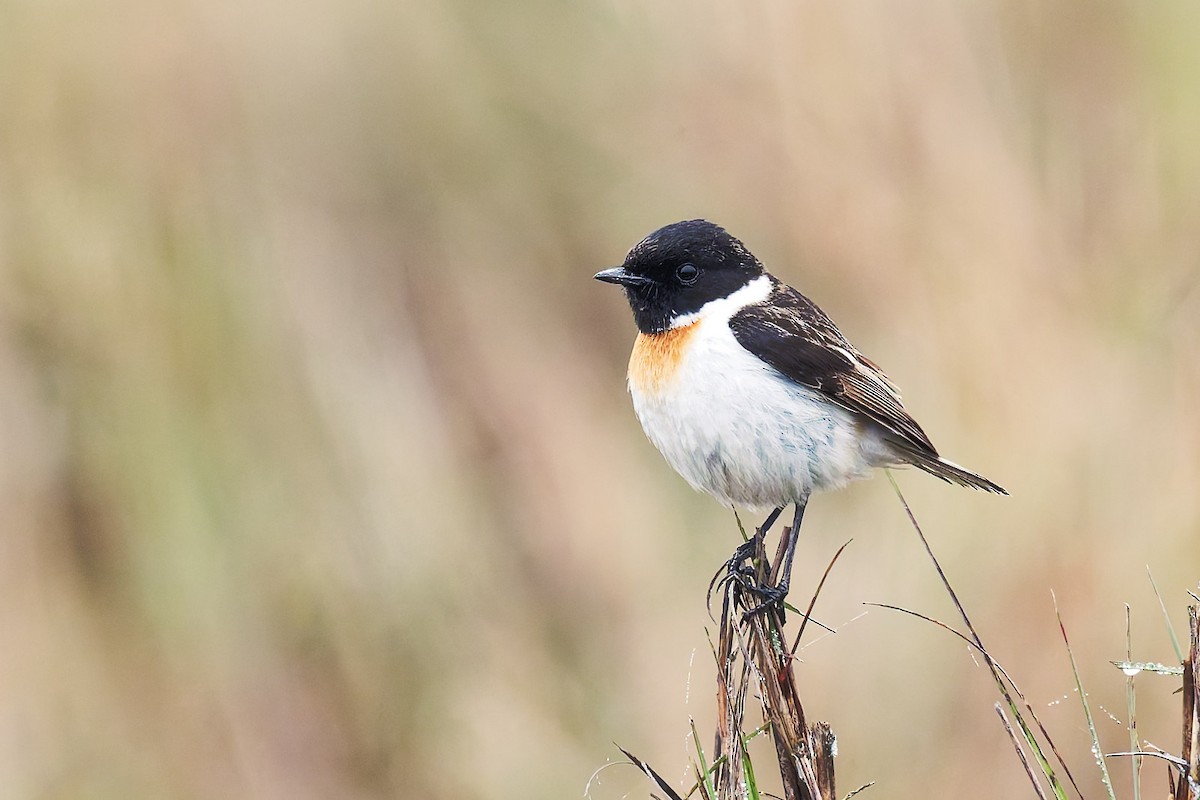 White-tailed Stonechat - ML635461074