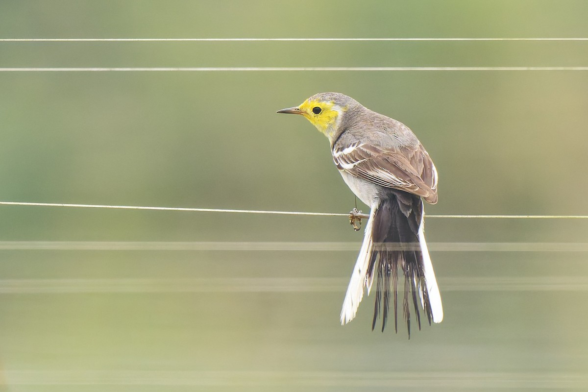 Citrine Wagtail - ML635461104