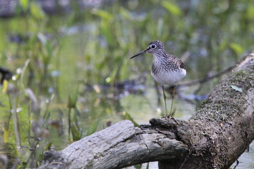 Solitary Sandpiper - ML635461176