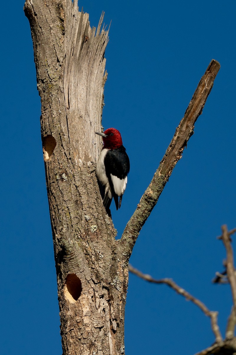 Red-headed Woodpecker - ML635461257