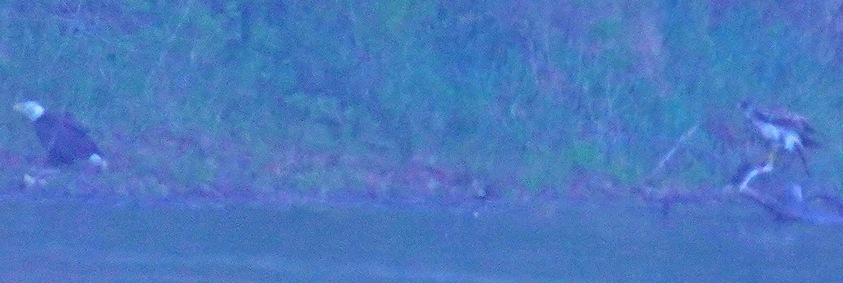 Pennsylvania Bird Atlas Checklist - 10 May 2025 - Beaver Run Rt. 380 ...