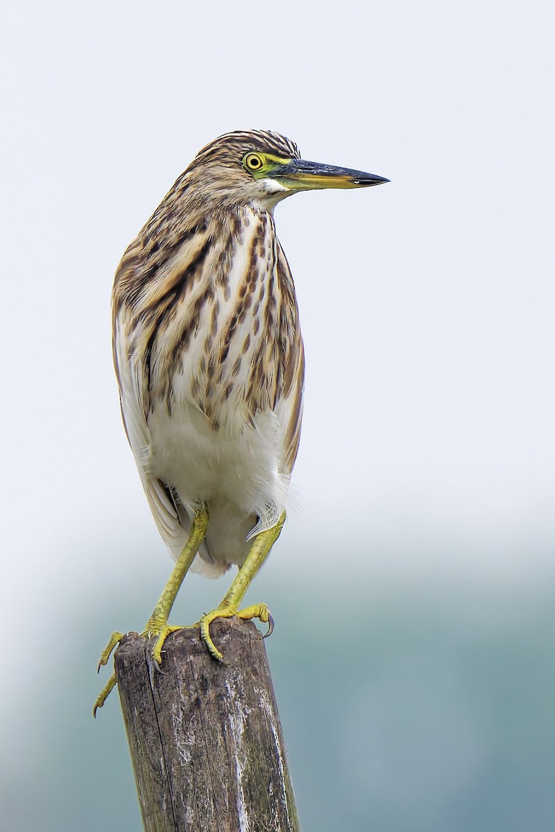 Paddyreiher - ML635461350