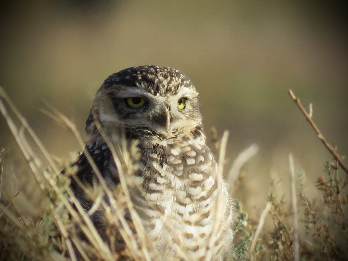 アナホリフクロウ（cunicularia グループ） - ML635461398