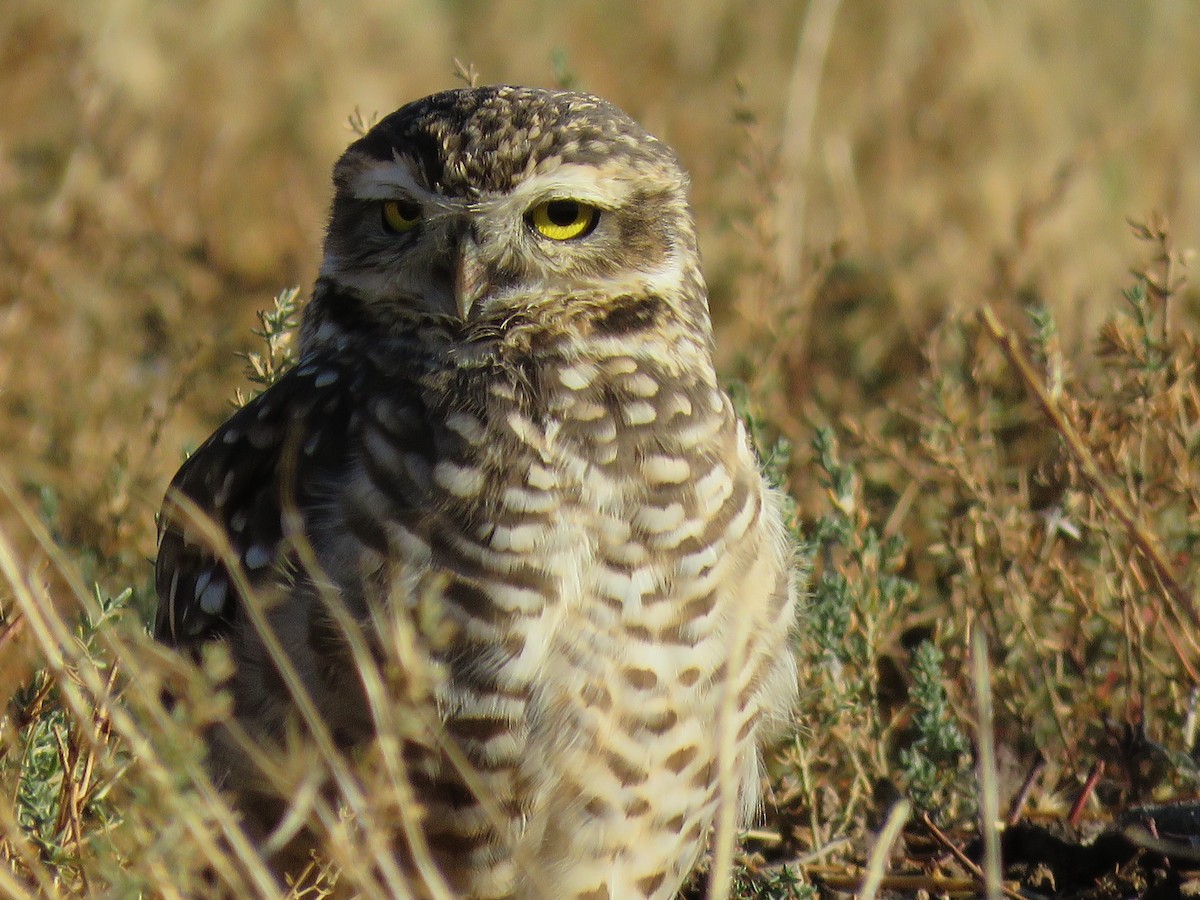 アナホリフクロウ（cunicularia グループ） - ML635461399