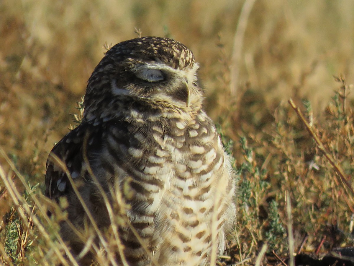 アナホリフクロウ（cunicularia グループ） - ML635461400