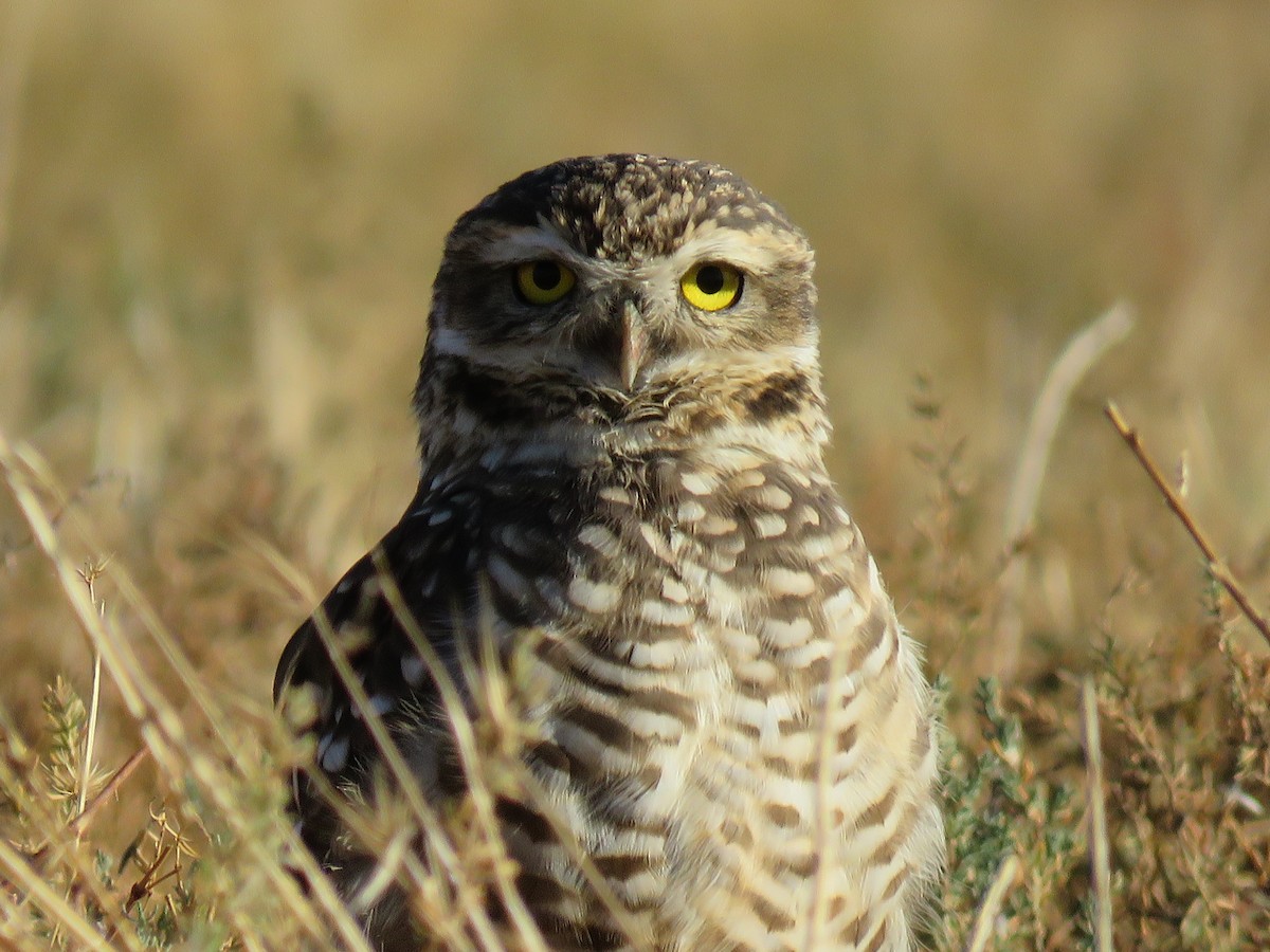 アナホリフクロウ（cunicularia グループ） - ML635461401