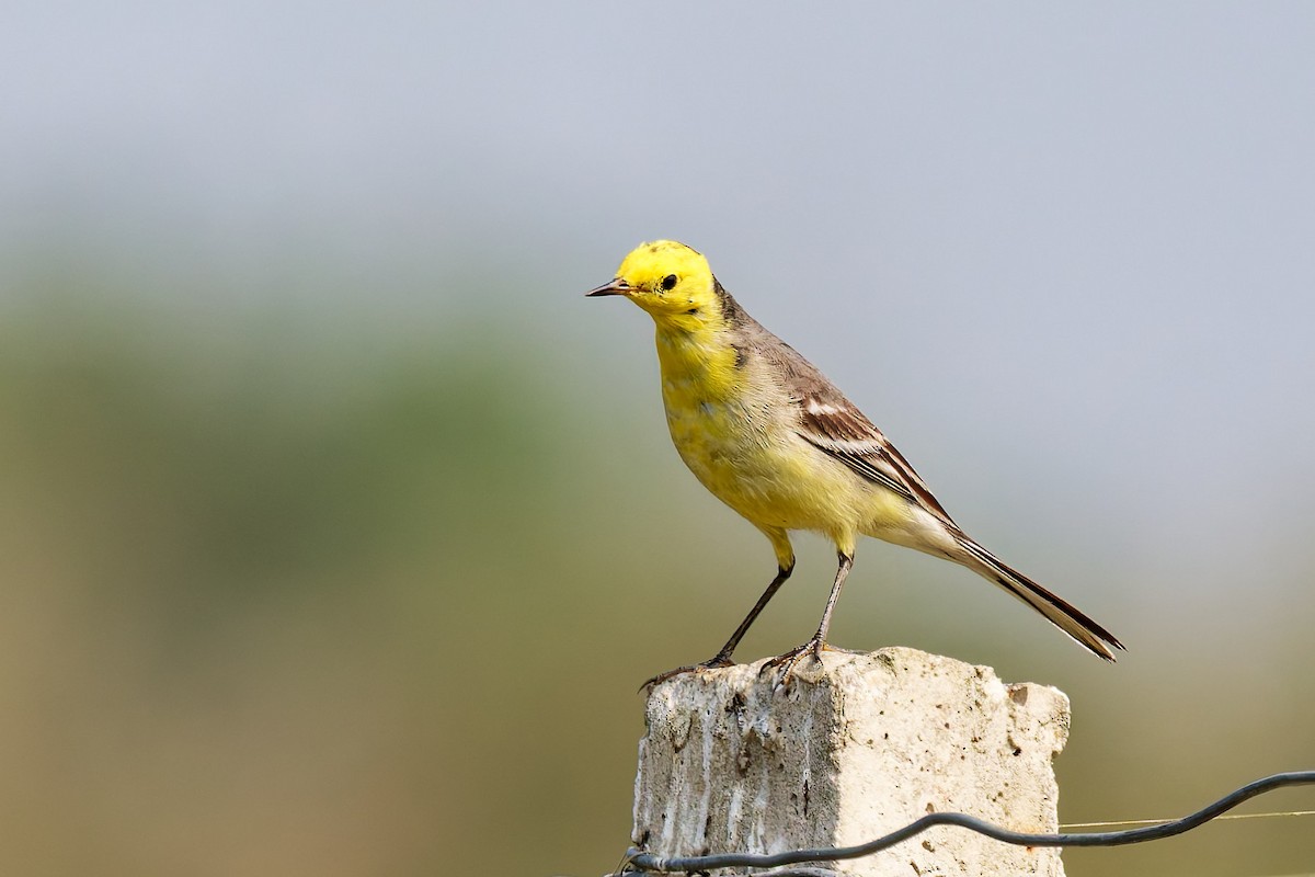Citrine Wagtail - ML635461457
