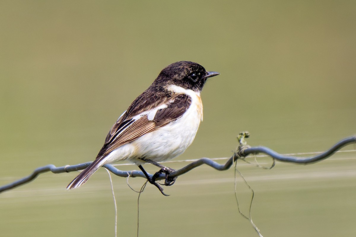 White-tailed Stonechat - ML635461473