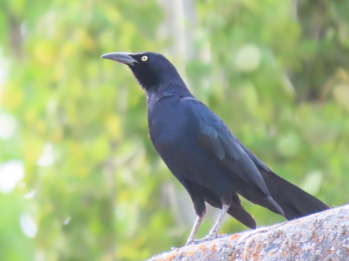 Great-tailed Grackle - ML635461649