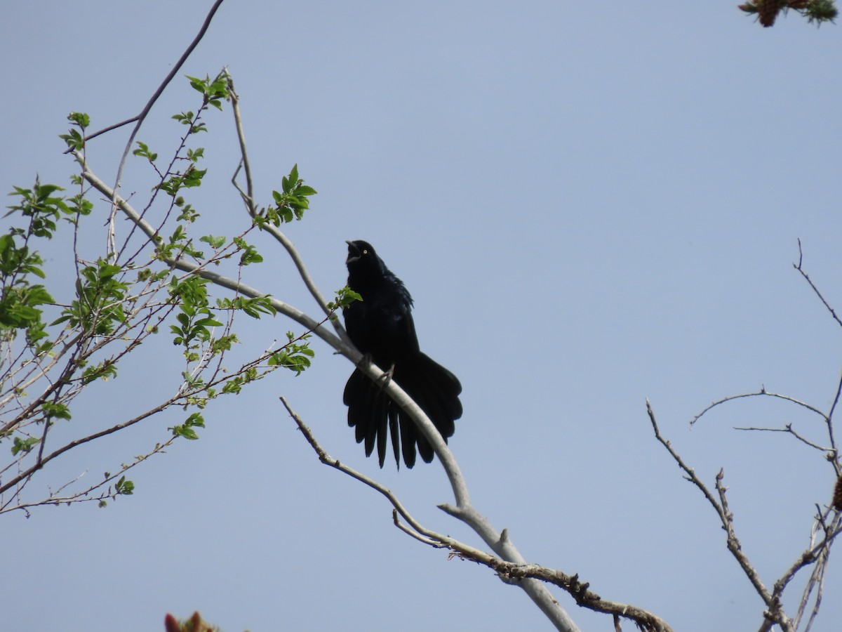 Great-tailed Grackle - ML635461672