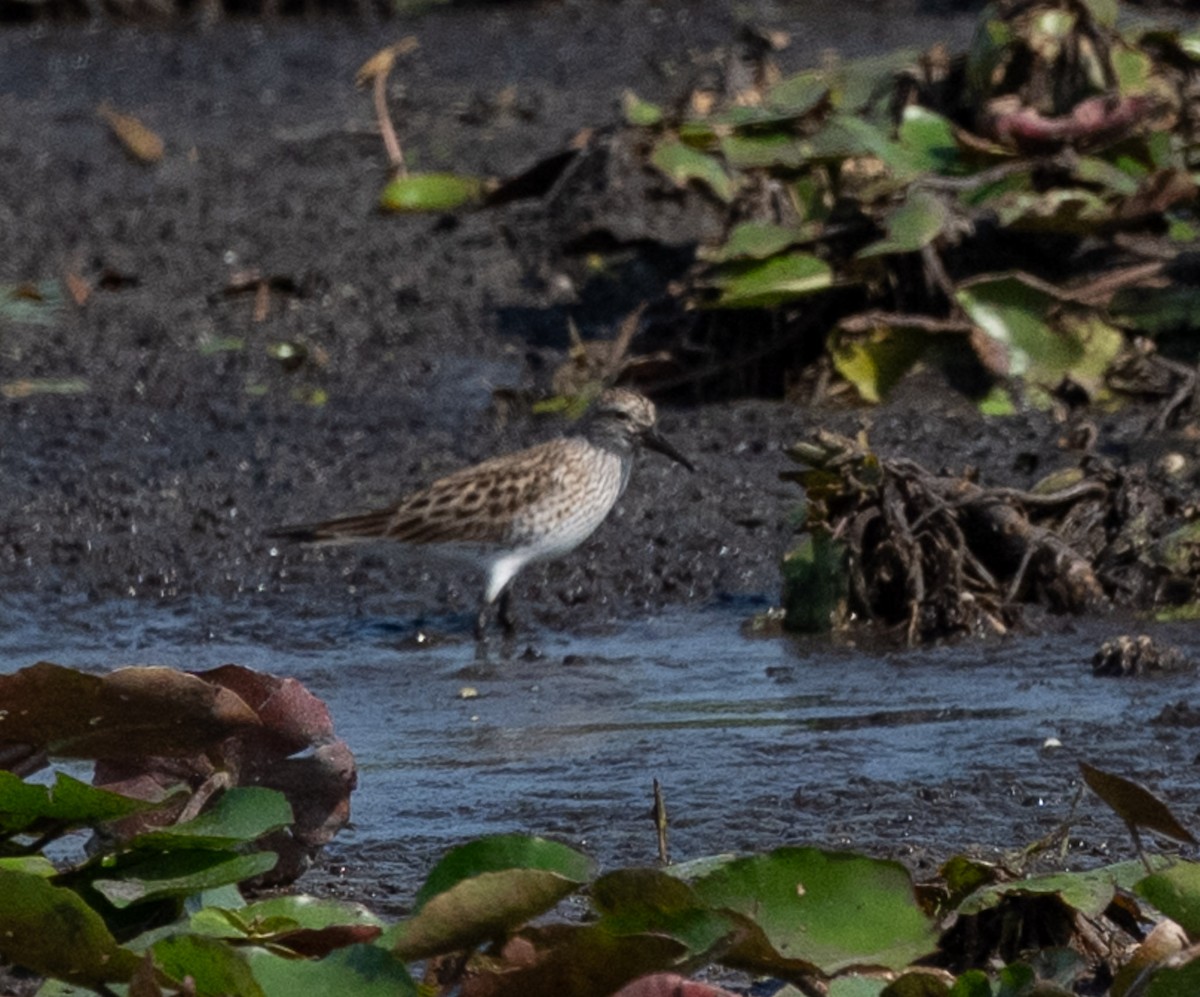 White-rumped Sandpiper - ML635461674