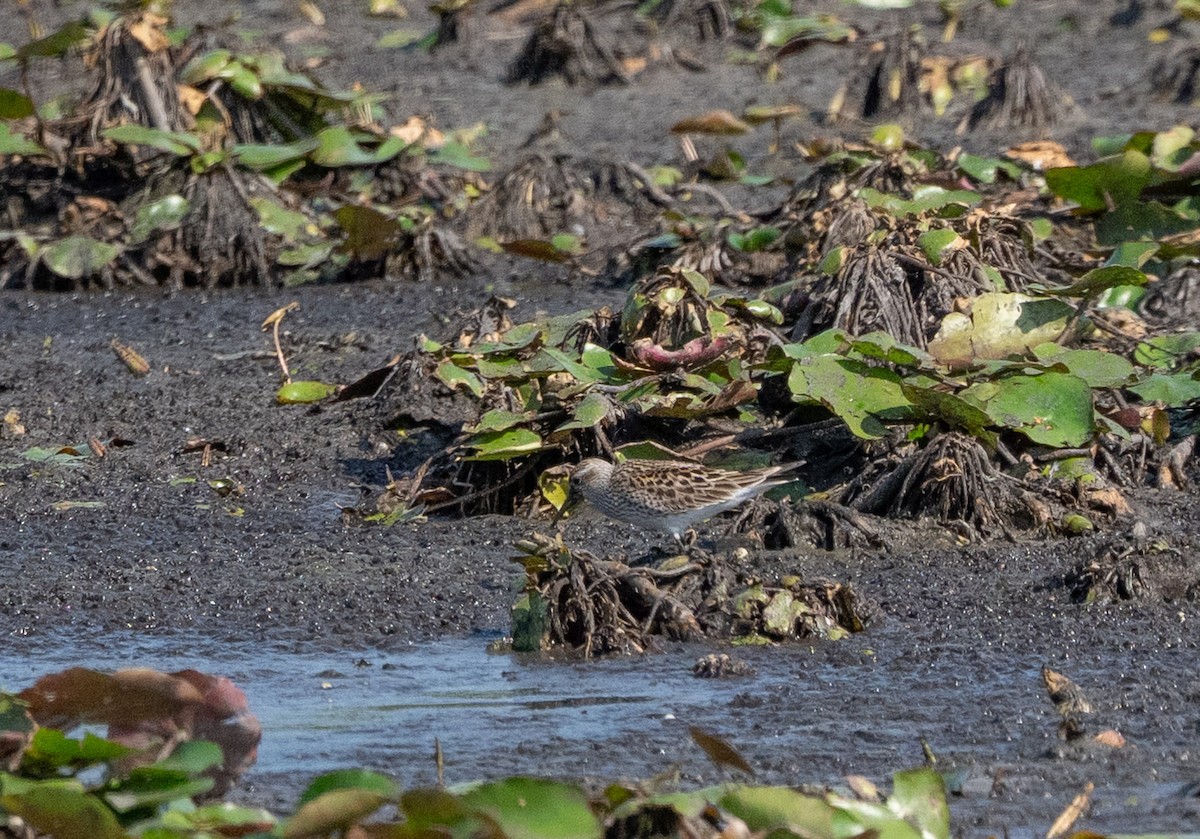 White-rumped Sandpiper - ML635461675