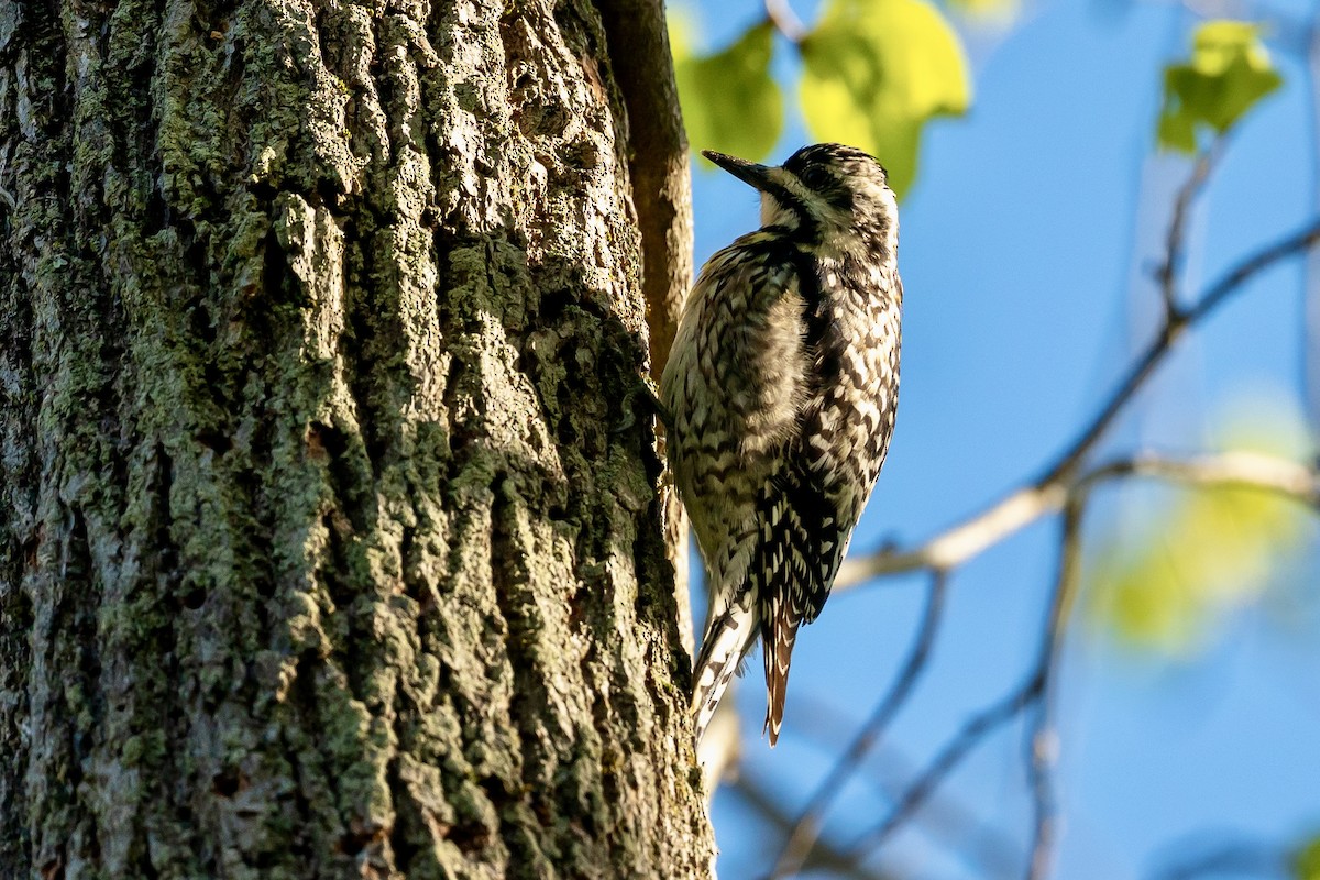 Yellow-bellied Sapsucker - ML635461698
