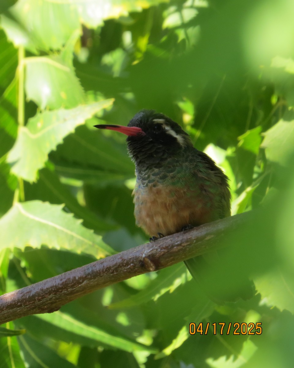 Xantus's Hummingbird - ML635461737