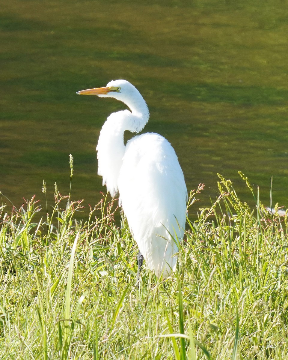 ダイサギ - ML635461774