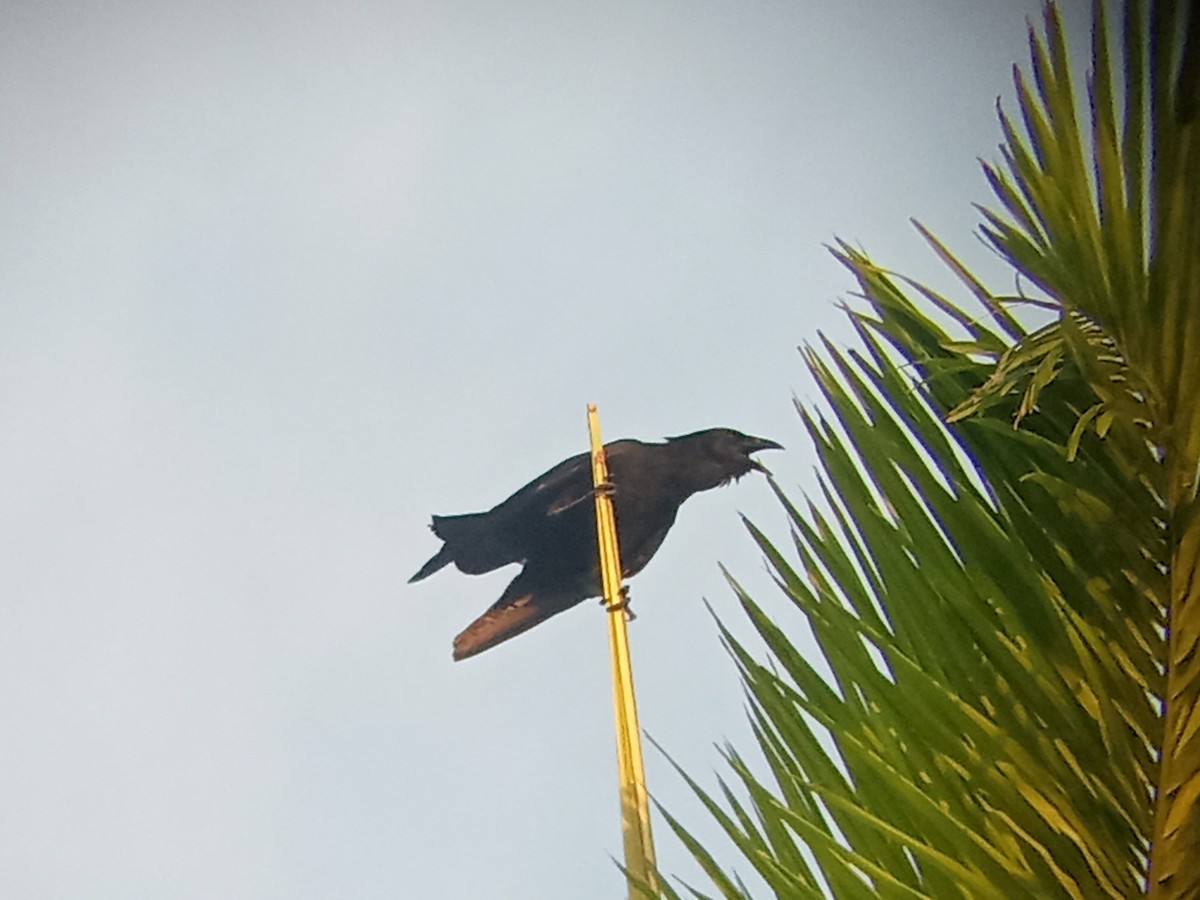 Cuban Palm-Crow - ML635461842
