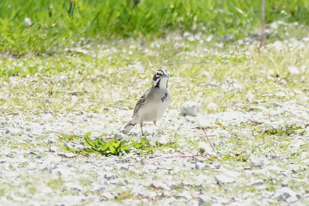 Lark Sparrow - ML635461962