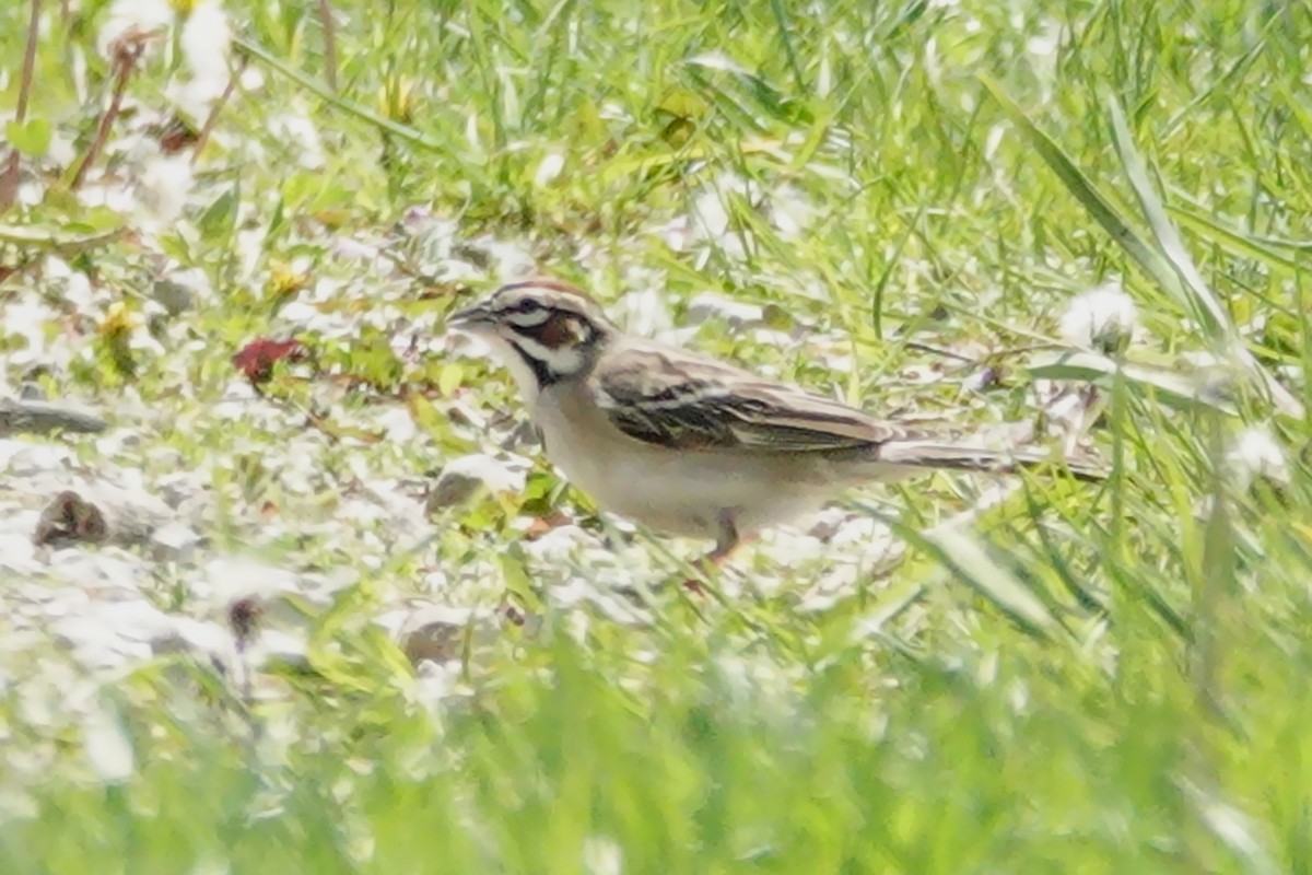 Lark Sparrow - ML635461963