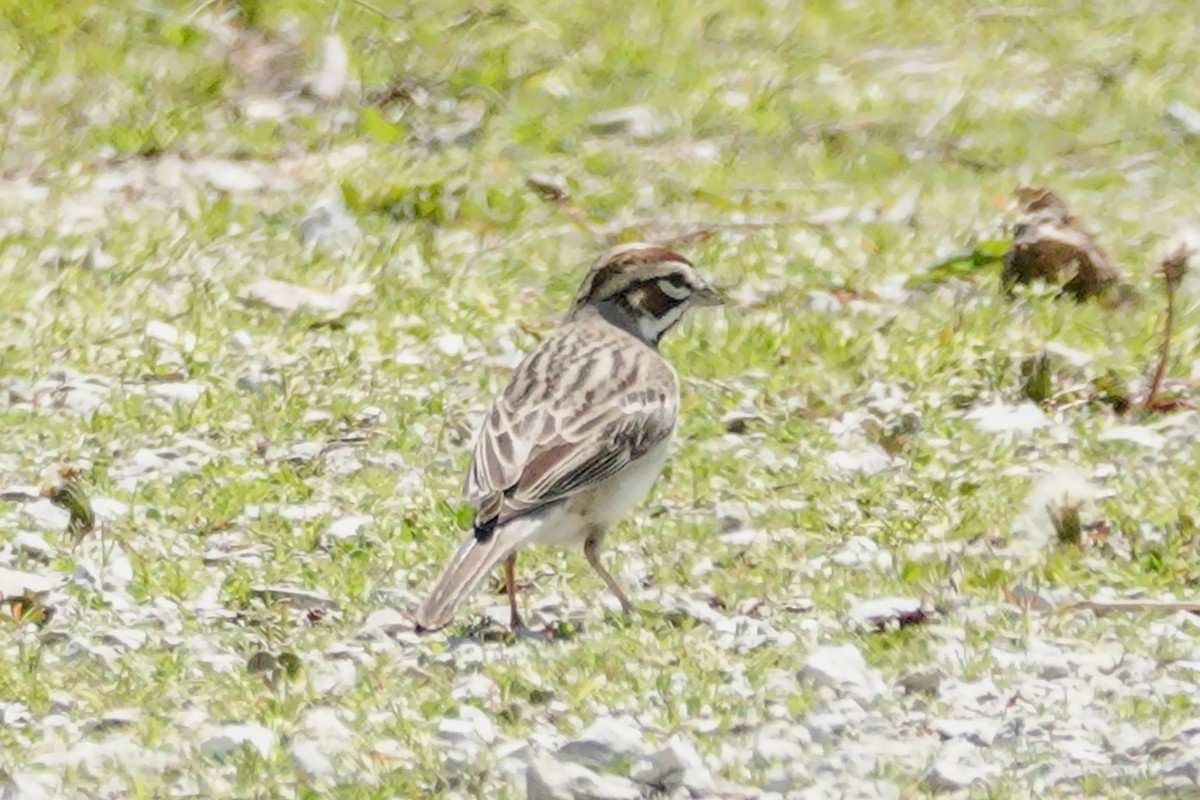 Lark Sparrow - ML635461973