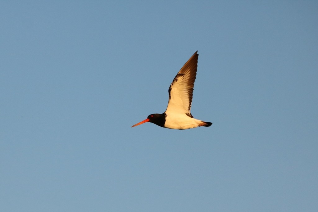South Island Oystercatcher - ML635462022