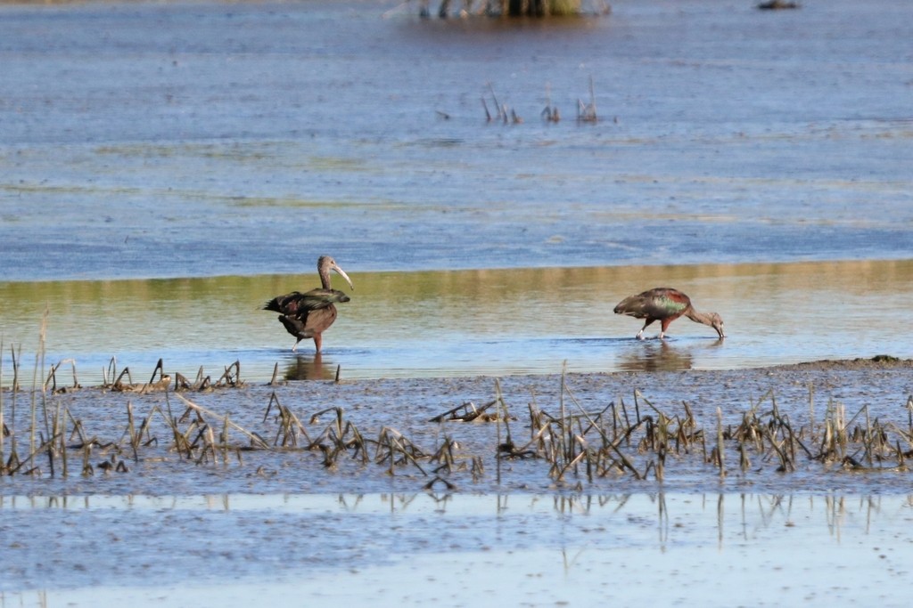 Mignattaio - ML635462064