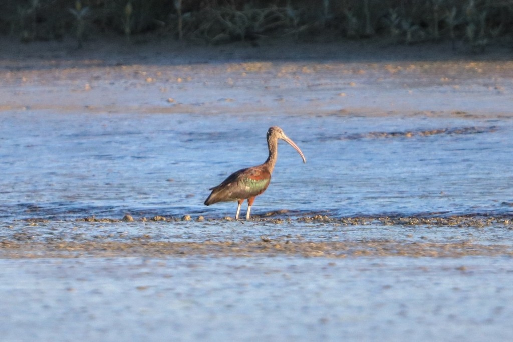 Mignattaio - ML635462065