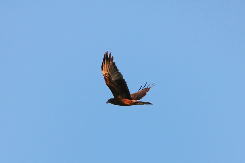 Swamp Harrier - ML635462084