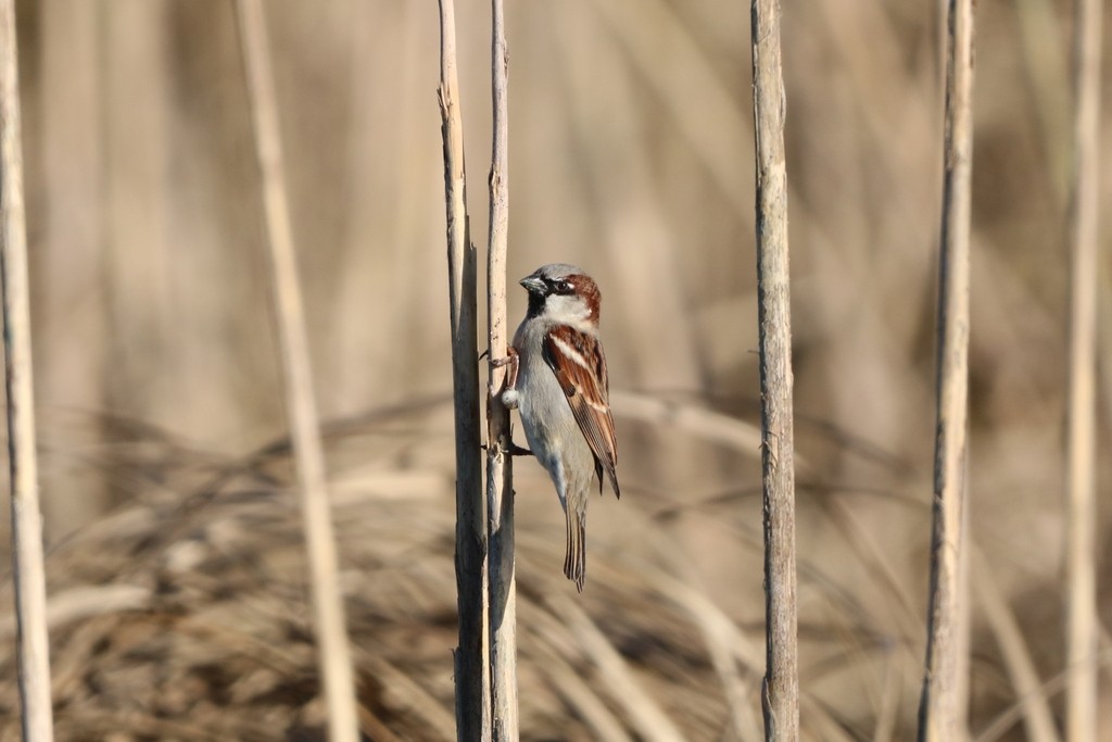 Passera oltremontana - ML635462118