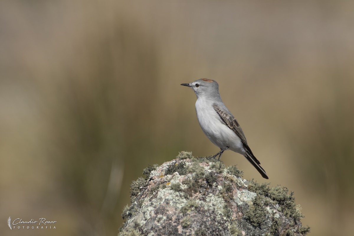 Rufous-naped Ground-Tyrant - ML635462216