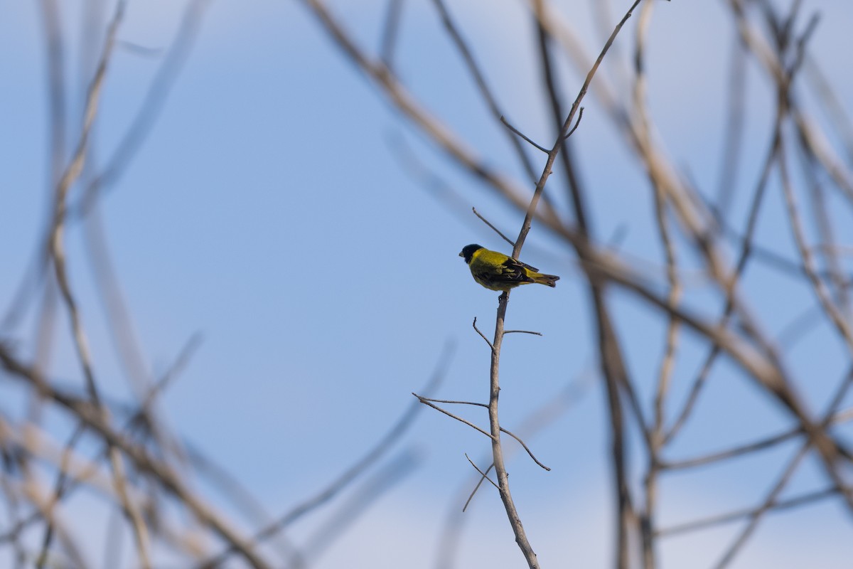 Antillean Siskin - ML635462223